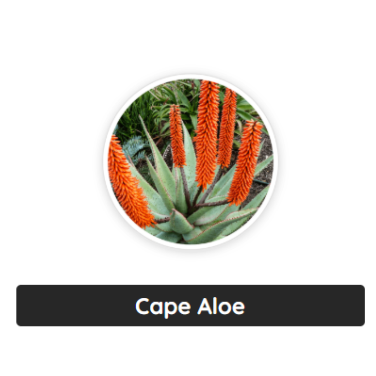 cape aloe nanodefensepro ingredient image